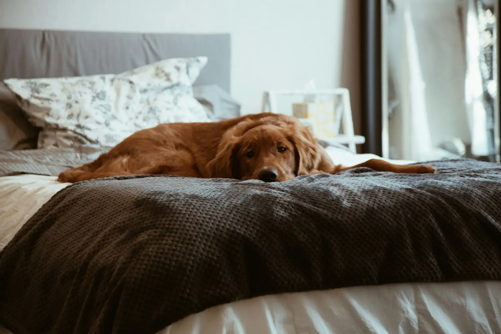 Perro descansando sobre una cama en su casa durante la recuperación