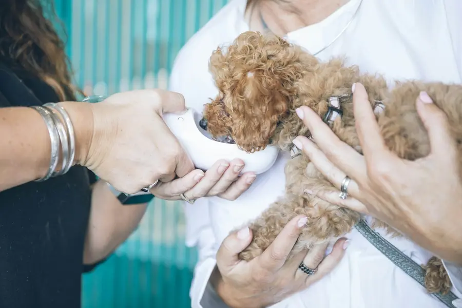 Jaulas de hospitalización veterinaria con un cachorro descansando sobre mantas